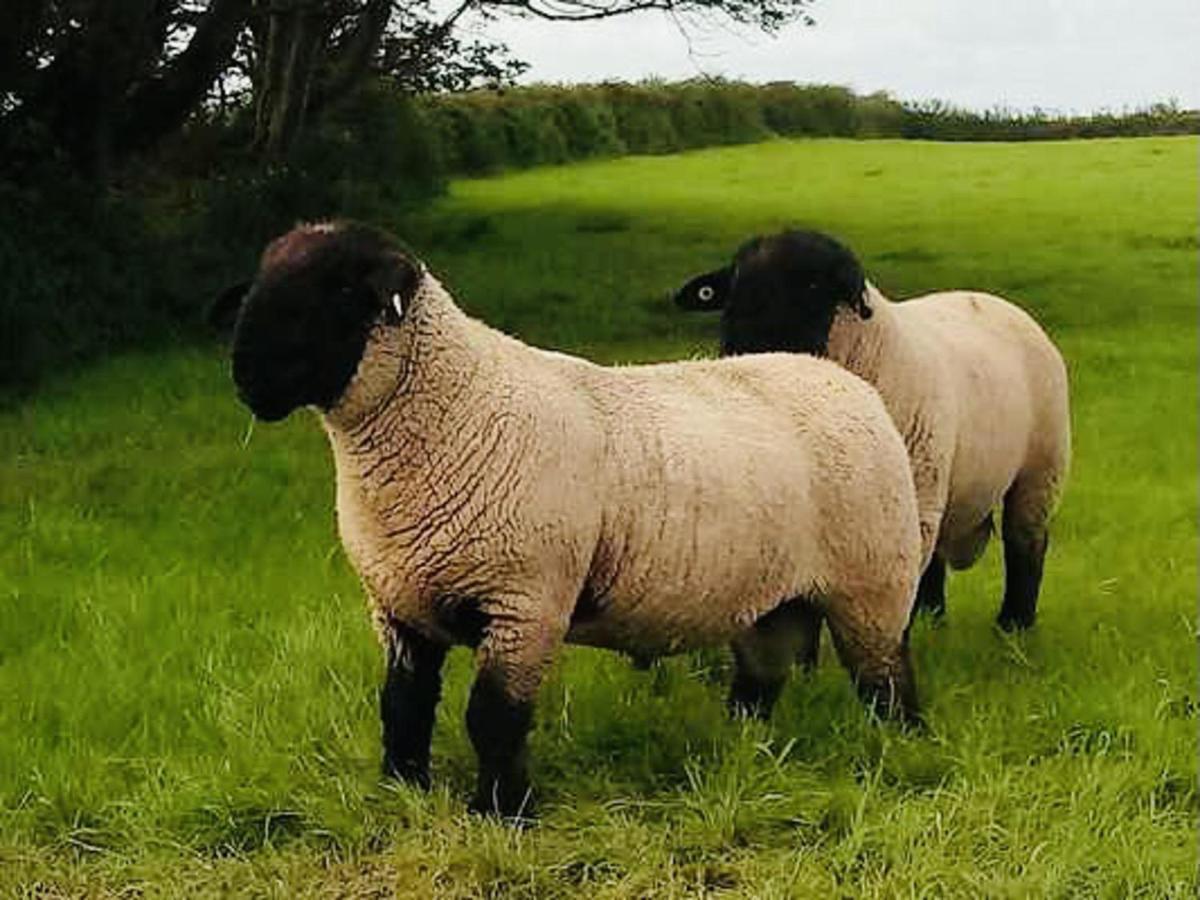 באלישנון The Snuggly Sheep Shepherd Hut Farm Stay מראה חיצוני תמונה